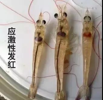 色翁荡息又大又硬又粗又爽