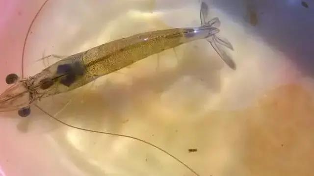 色翁荡息又大又硬又粗又爽