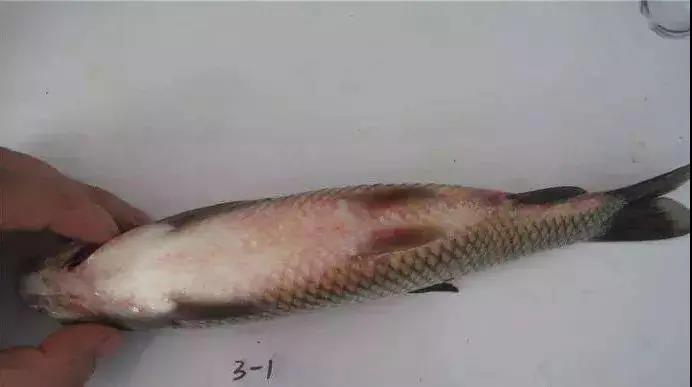 色翁荡息又大又硬又粗又爽