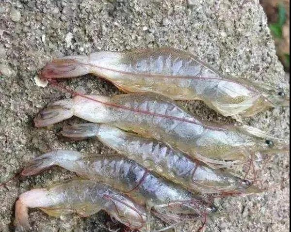 色翁荡息又大又硬又粗又爽