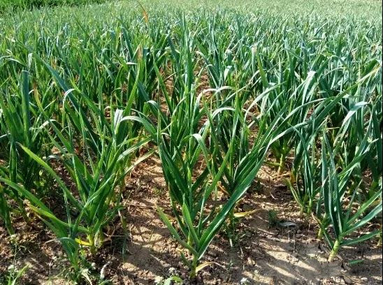 色翁荡息又大又硬又粗又爽