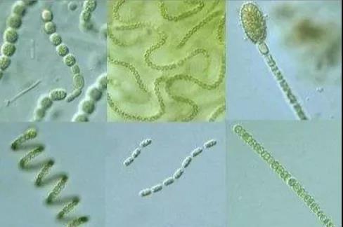 色翁荡息又大又硬又粗又爽