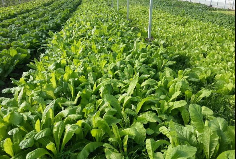 色翁荡息又大又硬又粗又爽