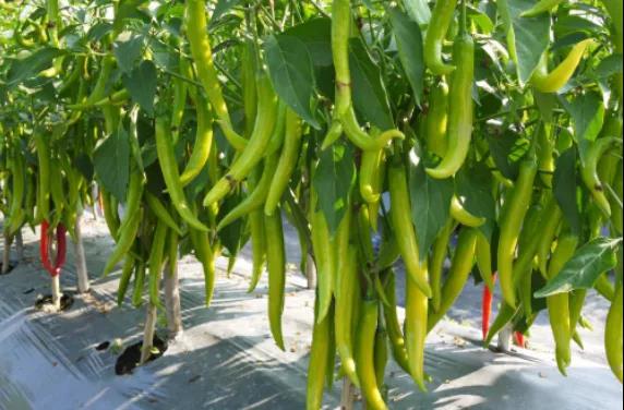 色翁荡息又大又硬又粗又爽