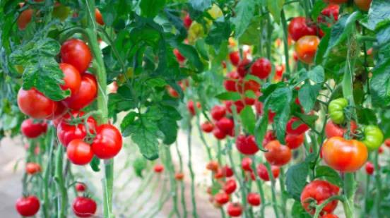 色翁荡息又大又硬又粗又爽