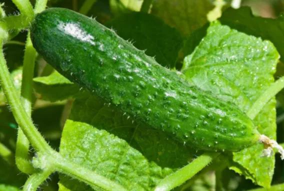 色翁荡息又大又硬又粗又爽