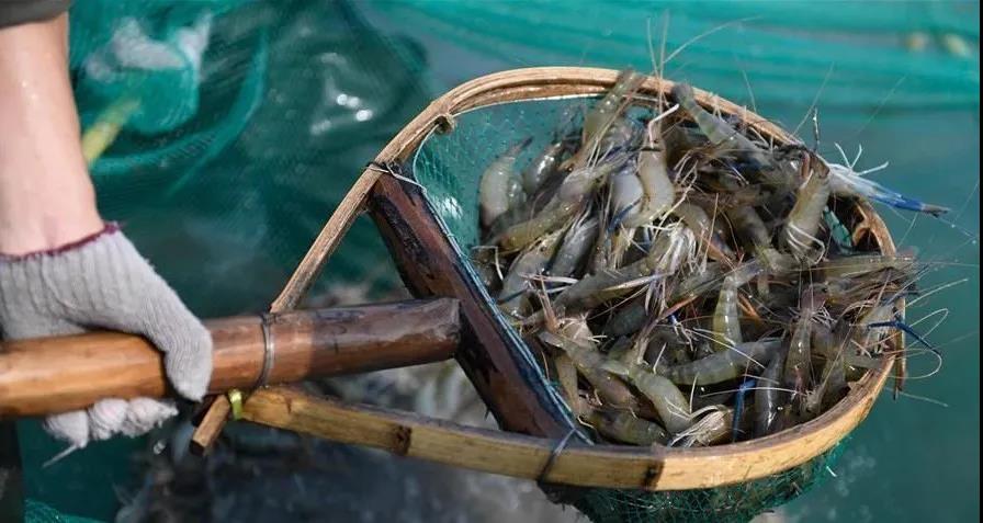 色翁荡息又大又硬又粗又爽