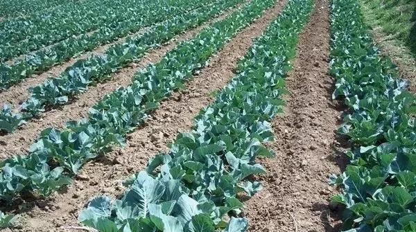 色翁荡息又大又硬又粗又爽