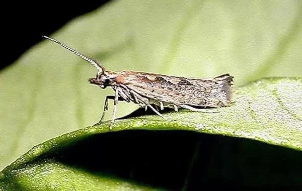 色翁荡息又大又硬又粗又爽