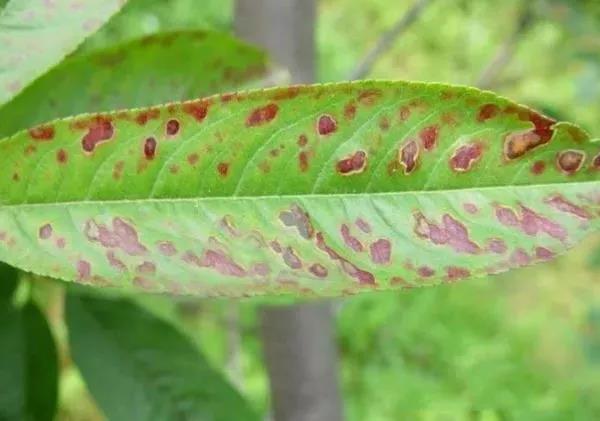 色翁荡息又大又硬又粗又爽