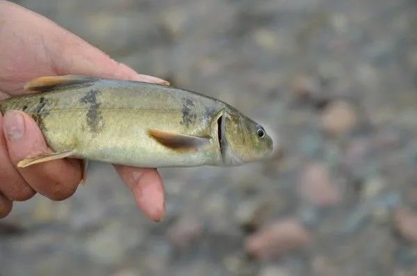 色翁荡息又大又硬又粗又爽