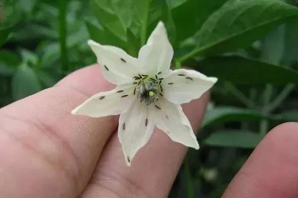 色翁荡息又大又硬又粗又爽