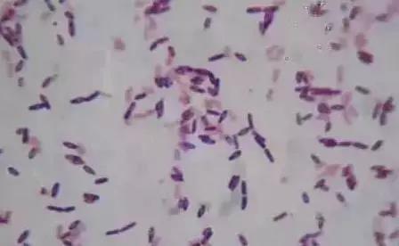 色翁荡息又大又硬又粗又爽