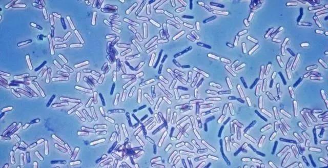 色翁荡息又大又硬又粗又爽