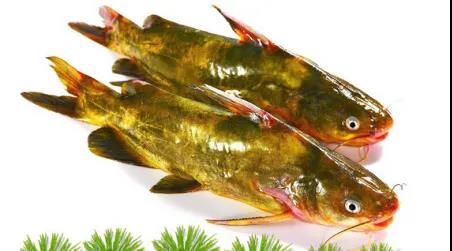 色翁荡息又大又硬又粗又爽