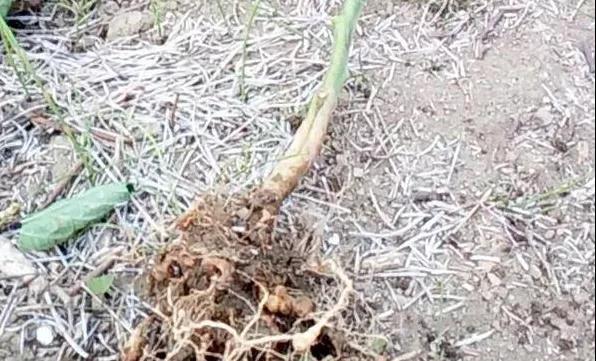 色翁荡息又大又硬又粗又爽