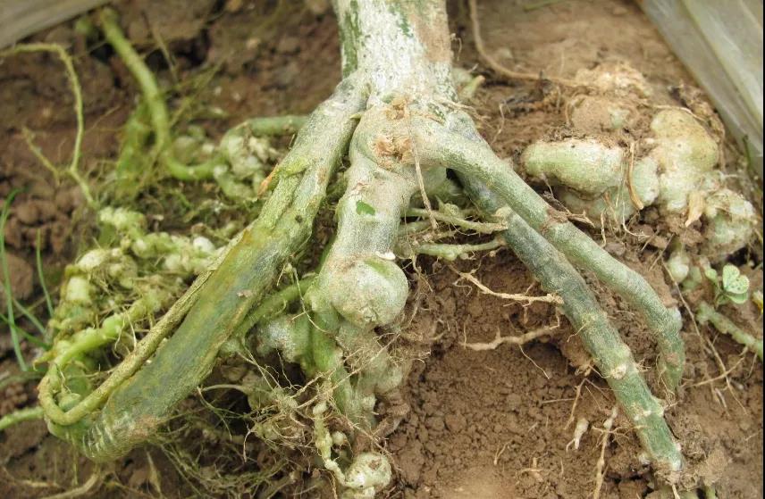 色翁荡息又大又硬又粗又爽