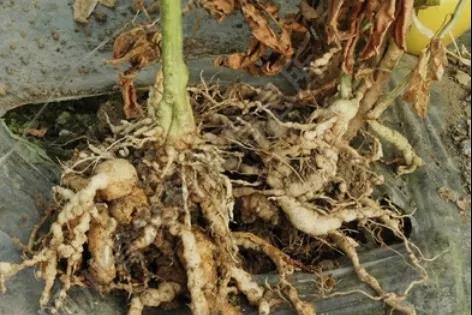 色翁荡息又大又硬又粗又爽