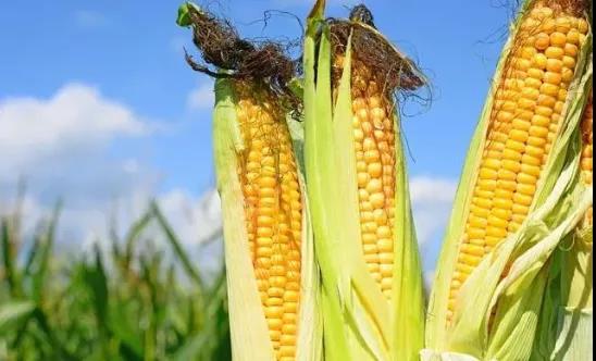 色翁荡息又大又硬又粗又爽