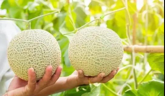 色翁荡息又大又硬又粗又爽