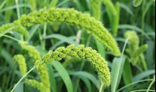 色翁荡息又大又硬又粗又爽