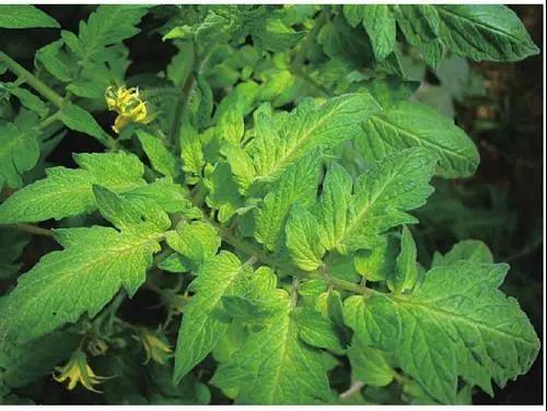 色翁荡息又大又硬又粗又爽