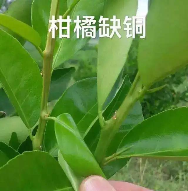 色翁荡息又大又硬又粗又爽