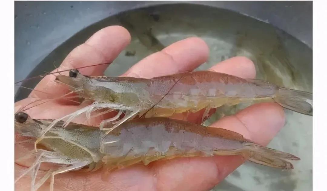 色翁荡息又大又硬又粗又爽