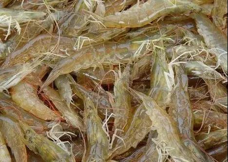 色翁荡息又大又硬又粗又爽