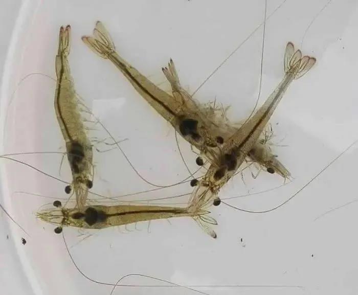 色翁荡息又大又硬又粗又爽