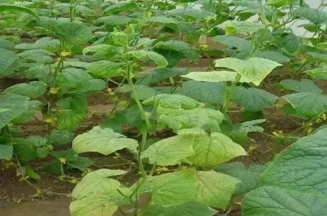 色翁荡息又大又硬又粗又爽