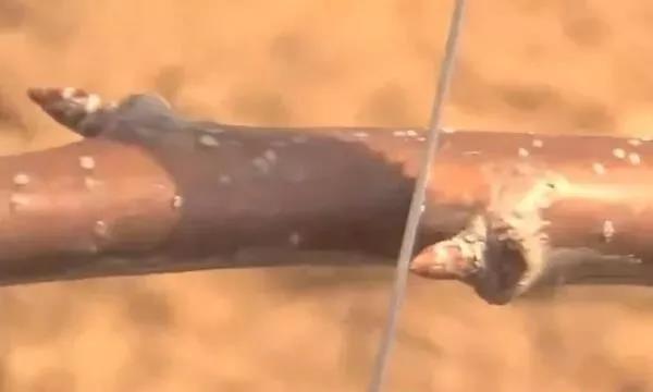 色翁荡息又大又硬又粗又爽