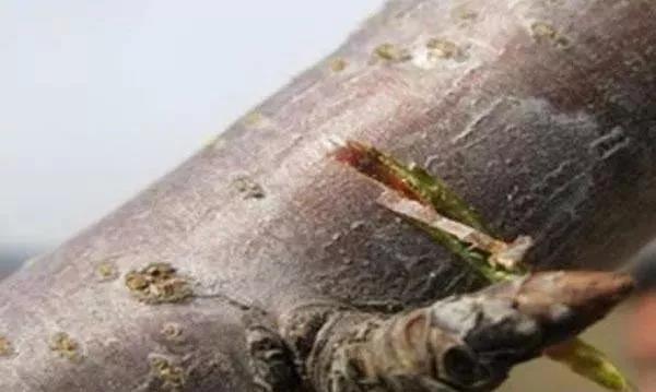 色翁荡息又大又硬又粗又爽