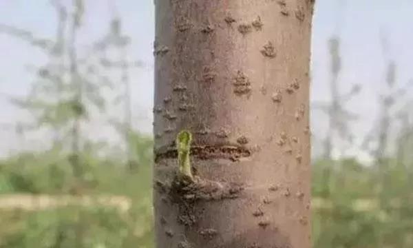 色翁荡息又大又硬又粗又爽