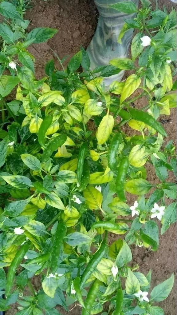 色翁荡息又大又硬又粗又爽