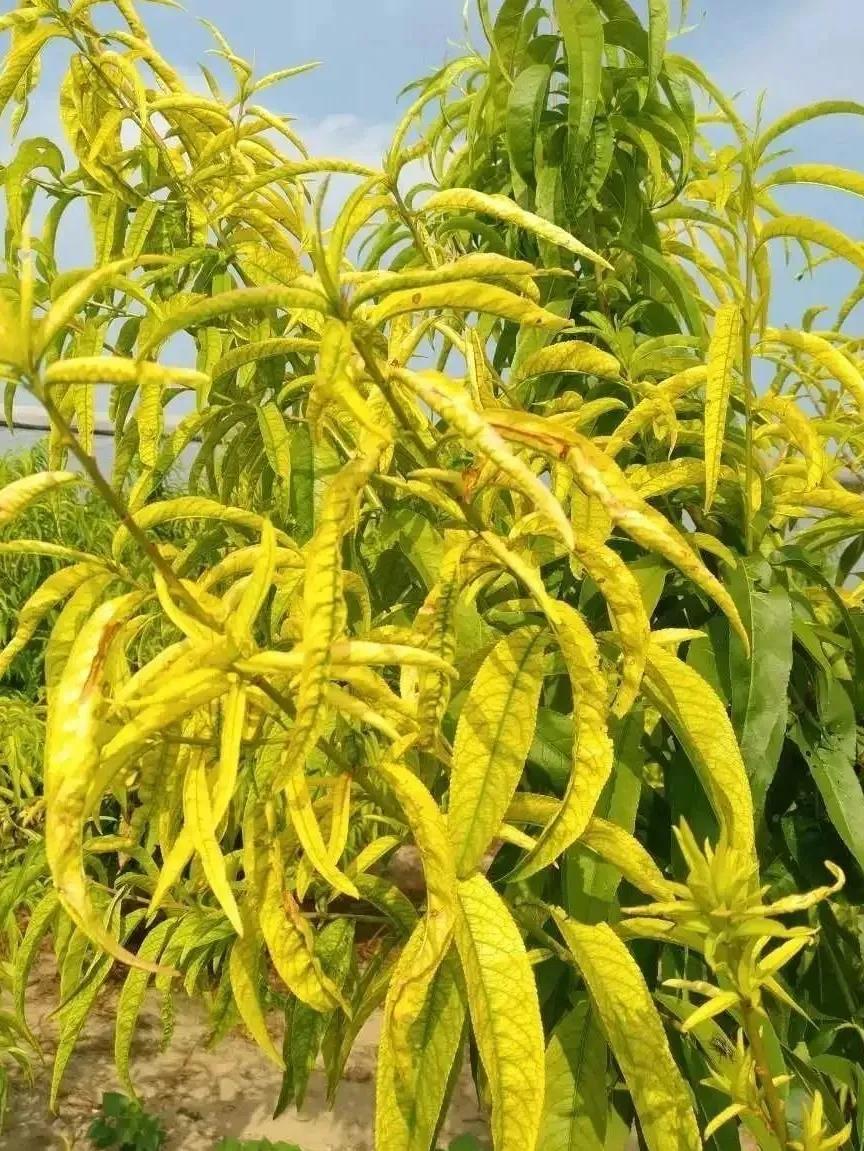 色翁荡息又大又硬又粗又爽