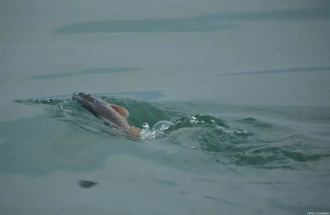 色翁荡息又大又硬又粗又爽