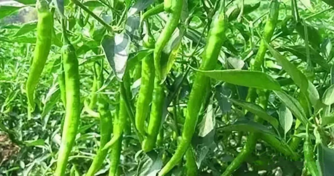 色翁荡息又大又硬又粗又爽