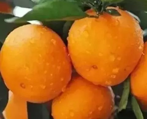 色翁荡息又大又硬又粗又爽