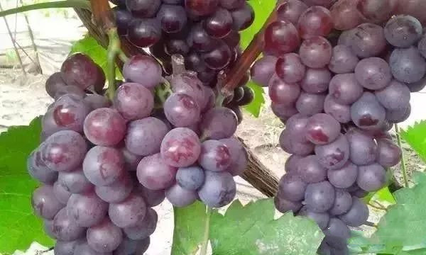 色翁荡息又大又硬又粗又爽