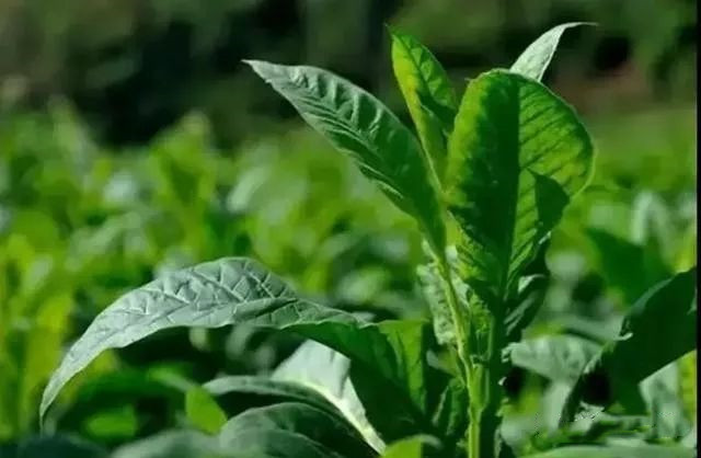 色翁荡息又大又硬又粗又爽