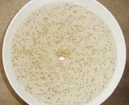 色翁荡息又大又硬又粗又爽