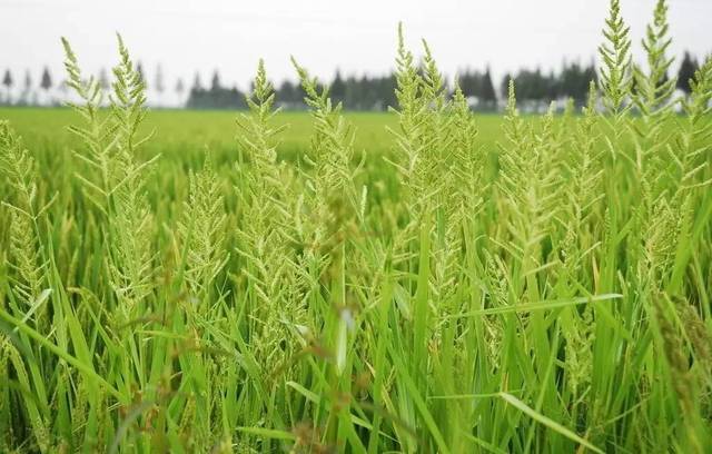 色翁荡息又大又硬又粗又爽