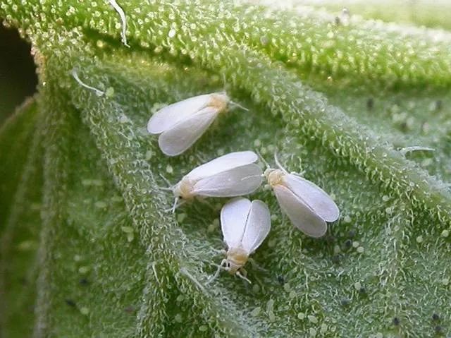 色翁荡息又大又硬又粗又爽