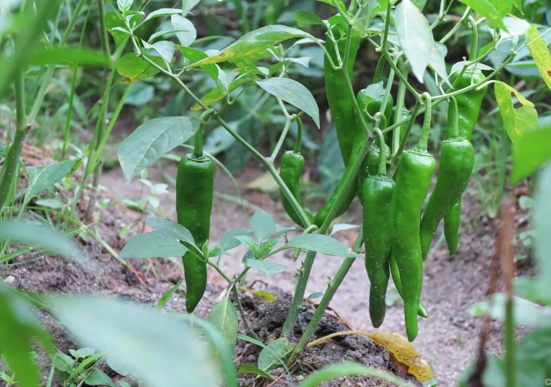 色翁荡息又大又硬又粗又爽