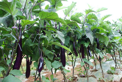 色翁荡息又大又硬又粗又爽