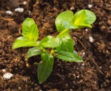 色翁荡息又大又硬又粗又爽