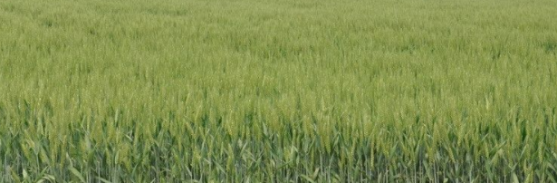 色翁荡息又大又硬又粗又爽