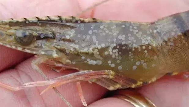 色翁荡息又大又硬又粗又爽