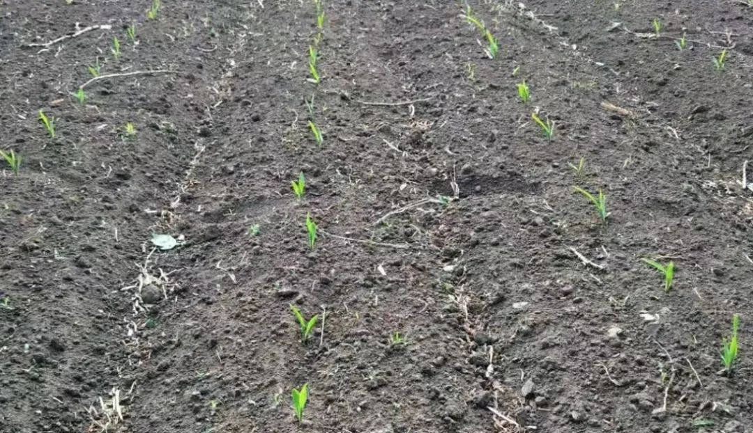 色翁荡息又大又硬又粗又爽